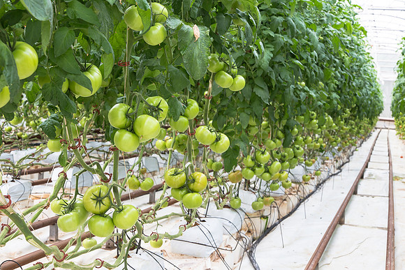 Tomato_Terero_MX_0031