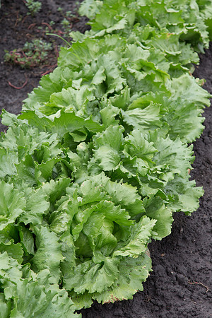 Lettuce_Sahara_MX_0006