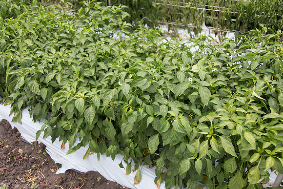 HotPepper_PS5807_MX_0003