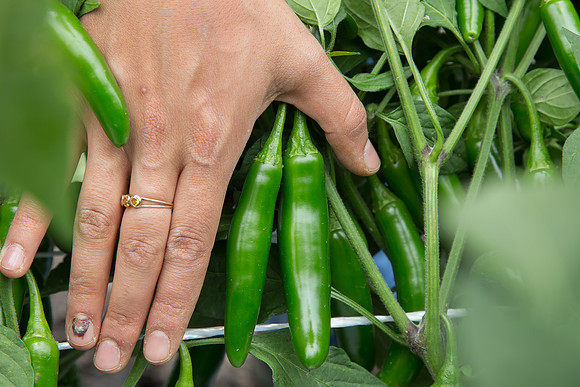 HotPepper_7073_MX_0017