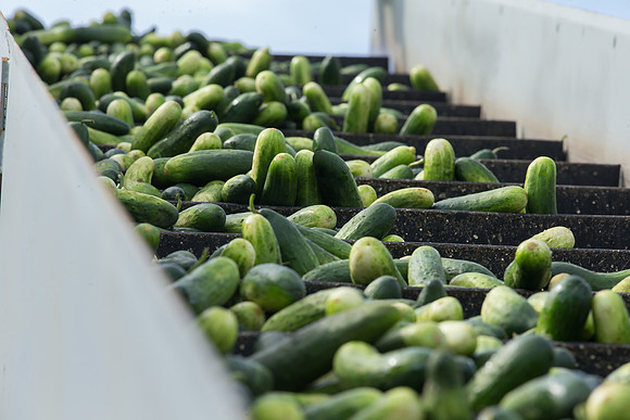 PicklingCucumber_Vlaspik_Processing_MI_0596