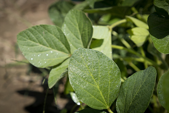 NL_Soybeans_072319_Carbondale_59