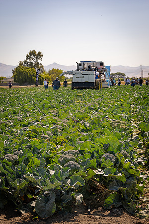 CytheHarvester_SJB_FieldDay2025_128
