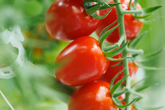 Tomato_Strabini_95