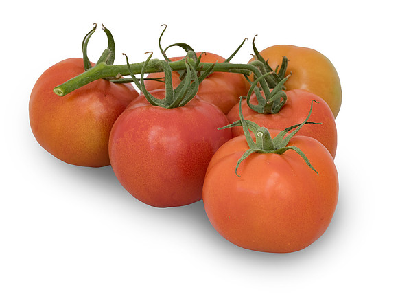 Tomato_DRTC1053_187