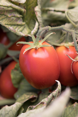 Tomato_N6473_21