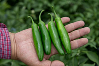 HotPepper_DonVincente_MX_0012