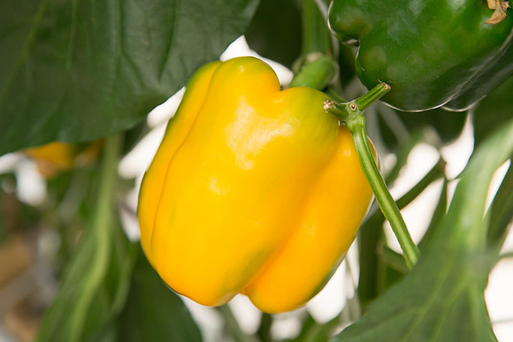 BellPepper_Striker_MX_0016