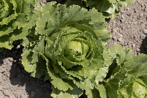 Lettuce_SV2988LG_CA_0141