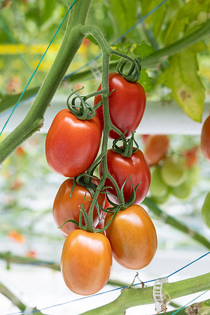 Tomatoes_DRTJ4077_5