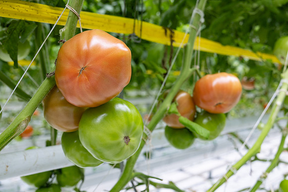 Tomatoes_DRTH5069_11