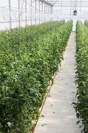 Tomato_4179_MX_0074
