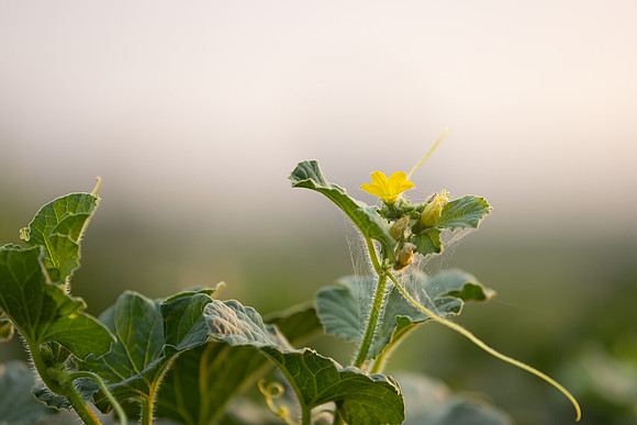 Seminis2021_AZ_1187