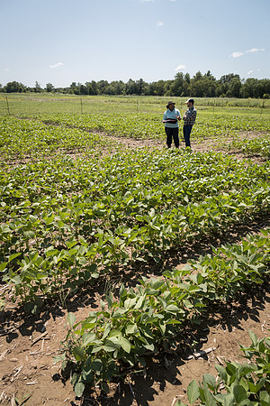 NL_Soybeans_072319_Carbondale_29