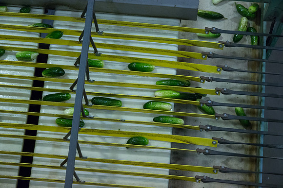 PicklingCucumber_Vlaspik_Processing_MI_0257