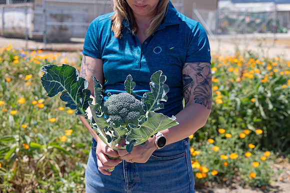 Skymark_Broccoli_83
