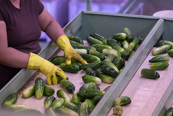 PicklingCucumber_Vlaspik_Processing_MI_0304