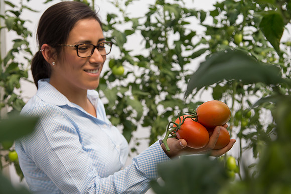 Tomato_4179_MX_0018