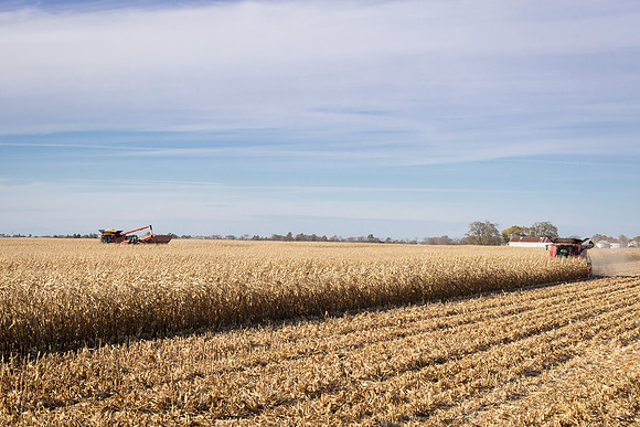 NL_Corn_Harvest_2019_c_261