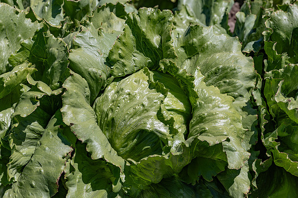Moneyball_Lettuce_126