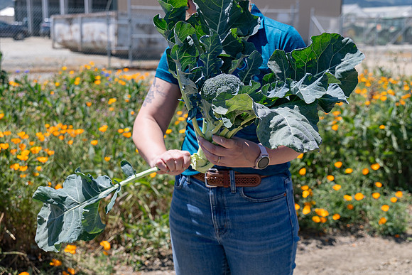 Skymark_Broccoli_53