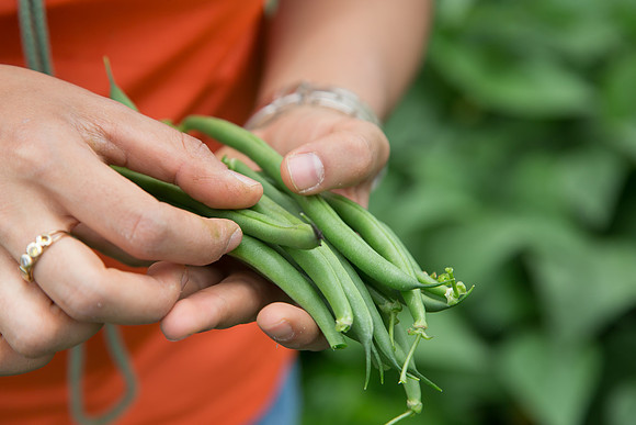 GreenBean_Sybaris_MX_0023