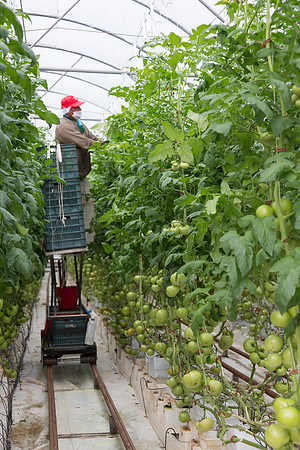 Tomato_Terero_MX_0076
