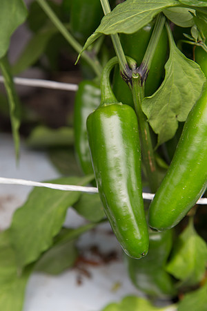 HotPepper_PS5807_MX_0017