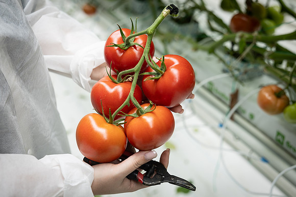 Tomatoes_DRTH1053_34