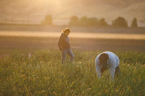 Seminis2022_Idaho_941