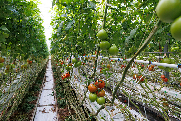Tomato_DeRuiter_Kingsville_2022_4