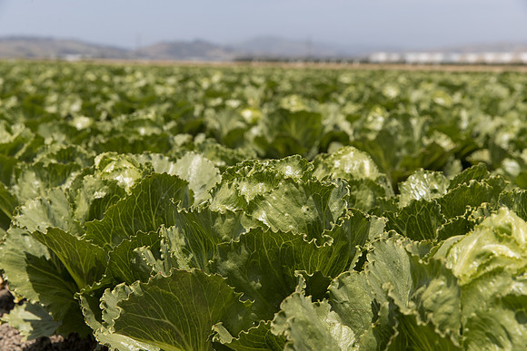 Lettuce_SV2988LG_CA_0123