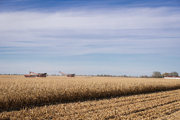 NL_Corn_Harvest_2019_c_234