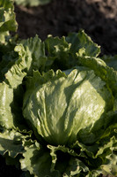 Lettuce_SV0822LG_CA_0010