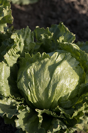Lettuce_SV0822LG_CA_0010