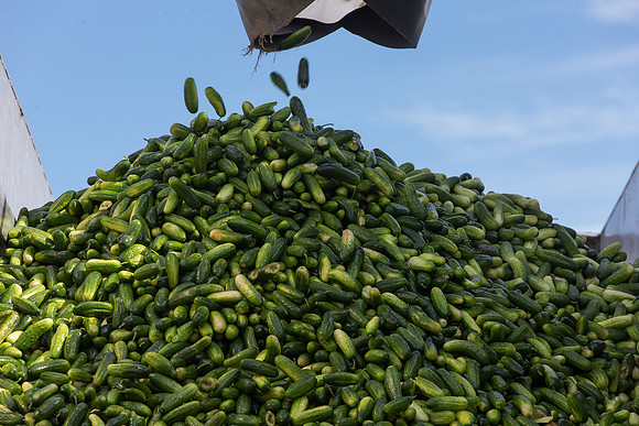 PicklingCucumber_Vlaspik_Processing_MI_0506