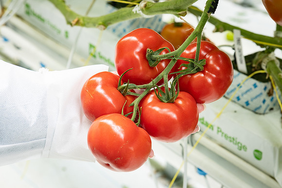 Tomatoes_DRTH1054_55
