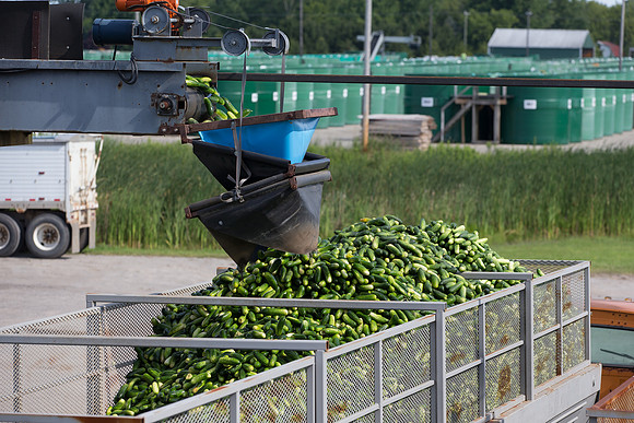 PicklingCucumber_Vlaspik_Processing_MI_0465