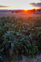 Seminis2022_Idaho_75