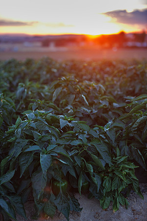 Seminis2022_Idaho_75