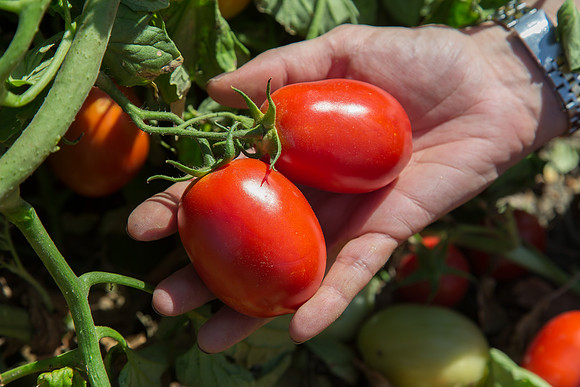 Tomato_SV8516TM_CA_00007