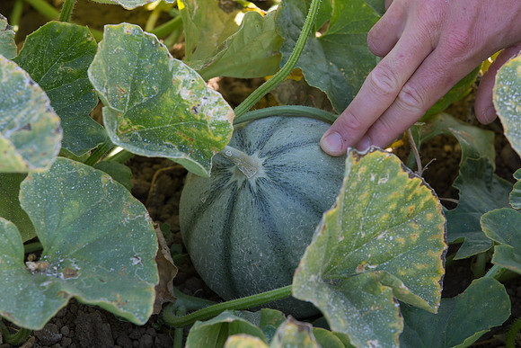 Melon_OrangeBeauty_CA_0051