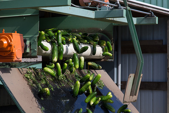 PicklingCucumber_Vlaspik_Processing_MI_0002