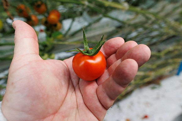 Tomato_Pelligrino_14