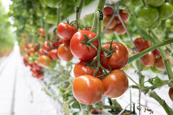 Tomatoes_DRTH1050_11
