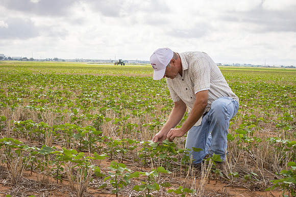 RRXCottonTexas_cdp_5288