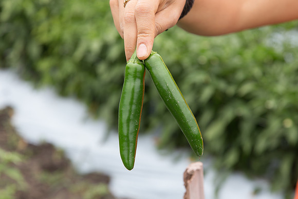 HotPepper_7073_MX_0013