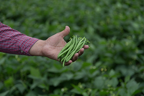 GreenBean_Giolli_MX_0036