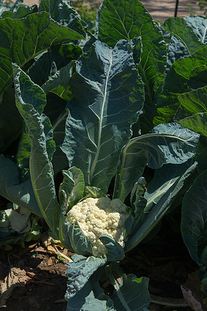 Cauliflower_Freedom_CA_0003