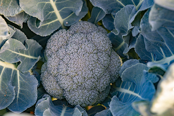 Skymark_Broccoli_14